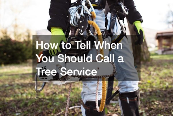How to Tell When You Should Call a Tree Service